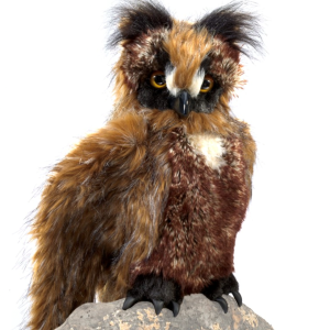Owl, Great Horned