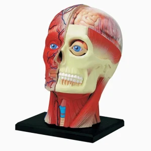 4D Human Head