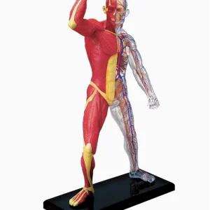 4D Human Muscle & Skeleton
