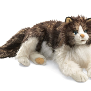 Cat, Ragdoll