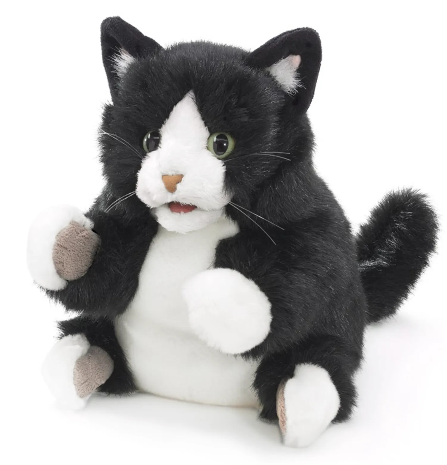 Kitten, Tuxedo